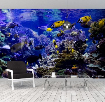 Image de Aquarium reef